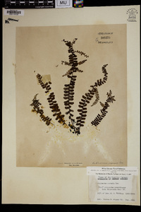 Asplenium normale image