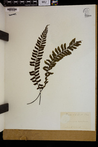 Asplenium resectum image