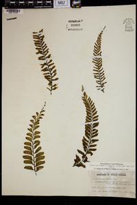 Asplenium unilaterale image