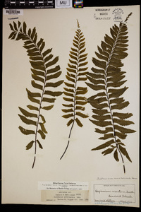 Asplenium unilaterale image