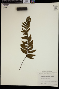 Asplenium unilaterale image