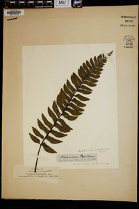 Asplenium unilaterale image
