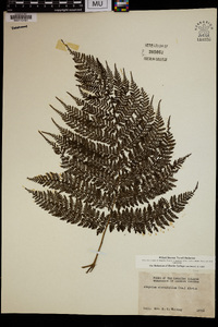 Athyrium microphyllum image