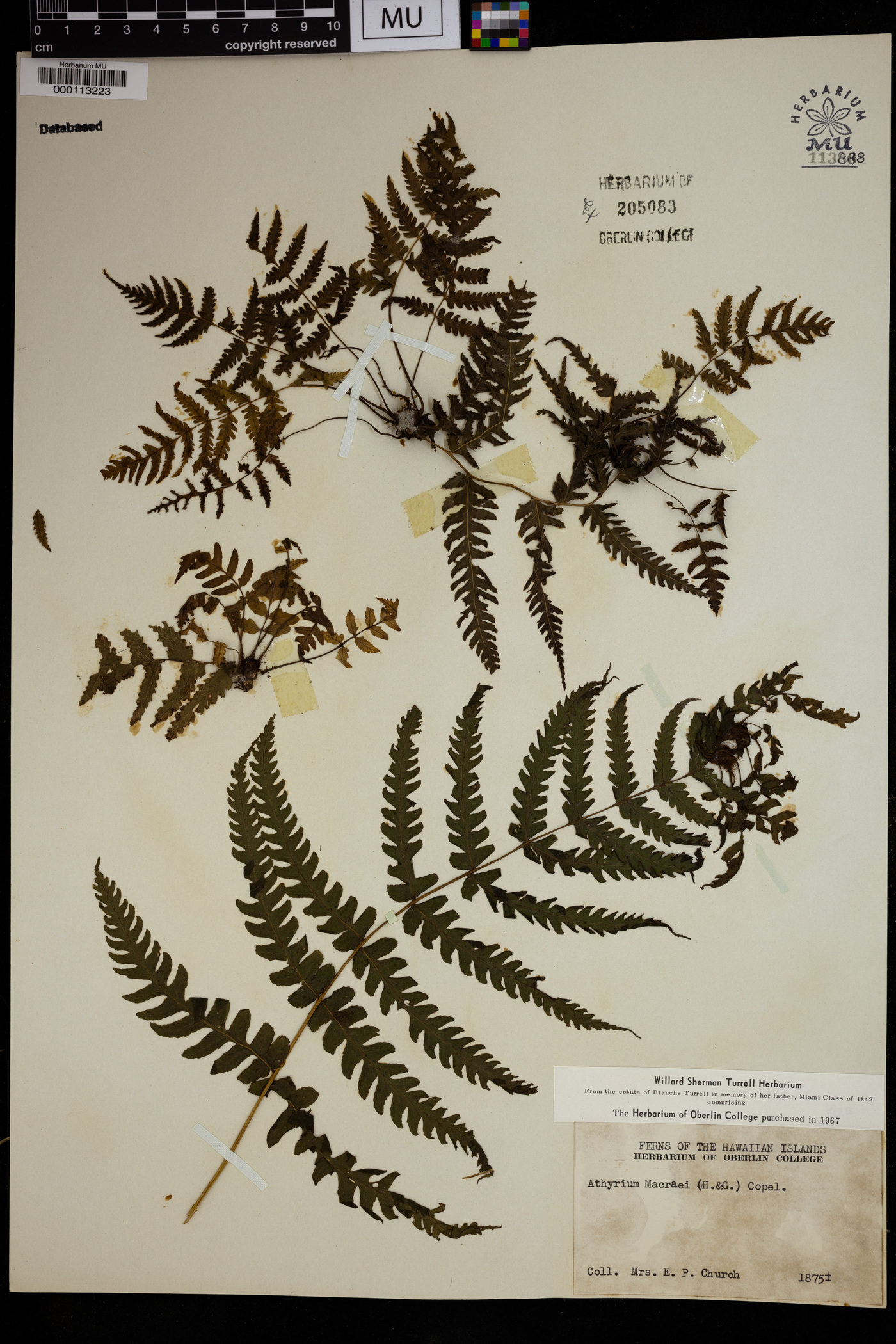 Athyrium macraei image