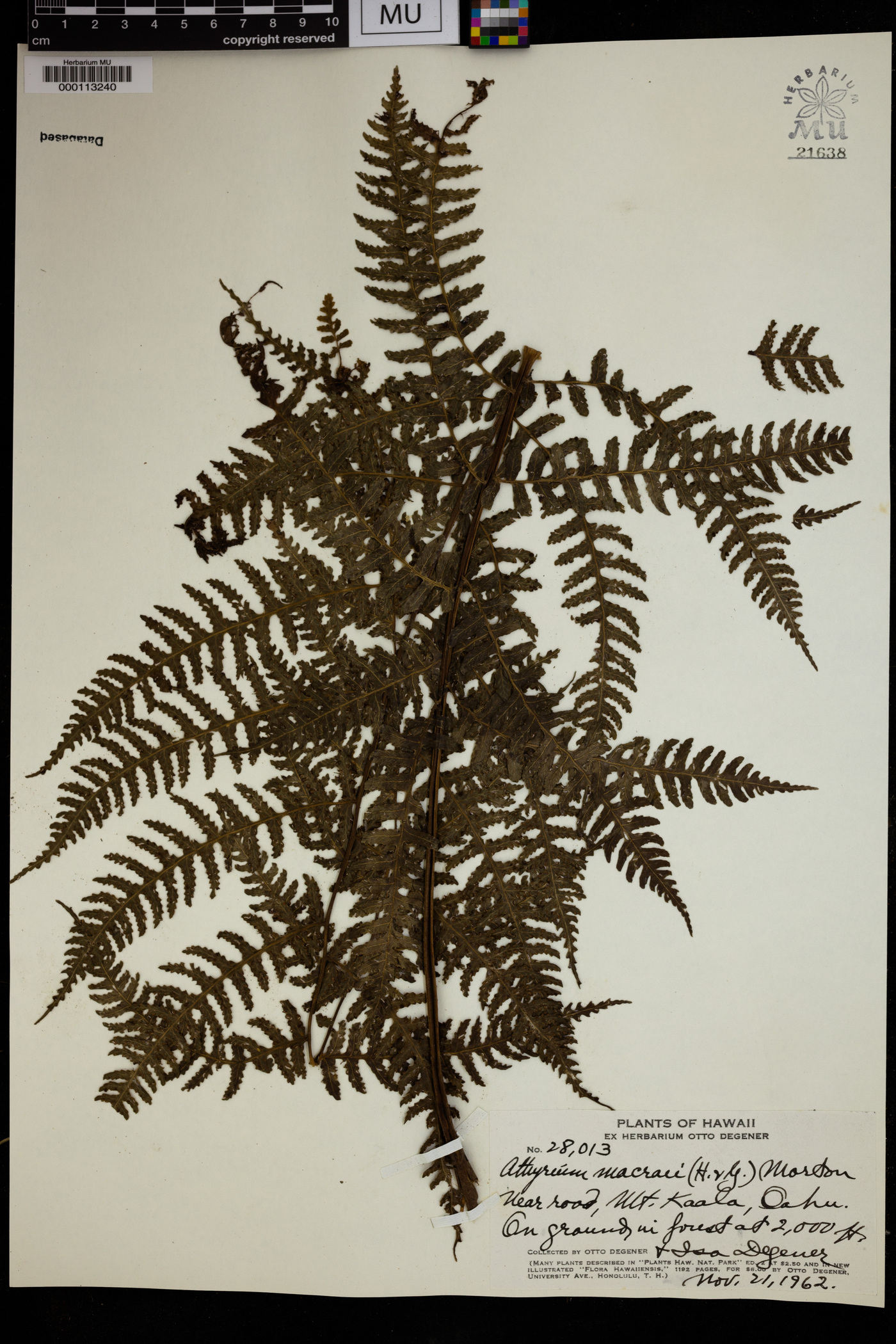 Athyrium macraei image