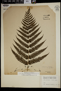 Athyrium maximum image