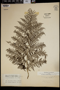 Athyrium microphyllum image