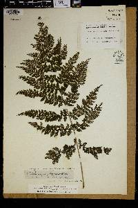 Athyrium microphyllum image