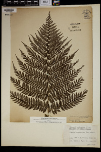 Athyrium microphyllum image