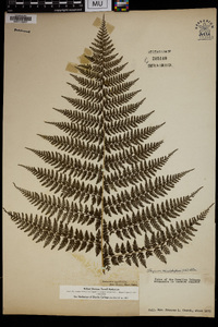 Athyrium microphyllum image