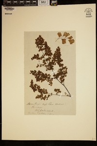 Adiantum capillus-veneris image