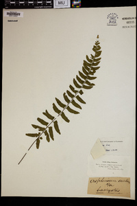 Asplenium lunulatum image