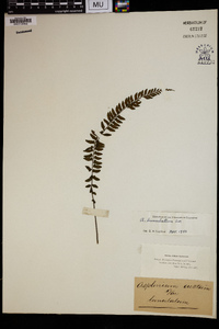 Asplenium lunulatum image