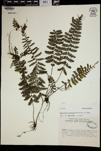 Asplenium lividum image