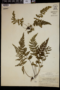 Asplenium lanceolatum image