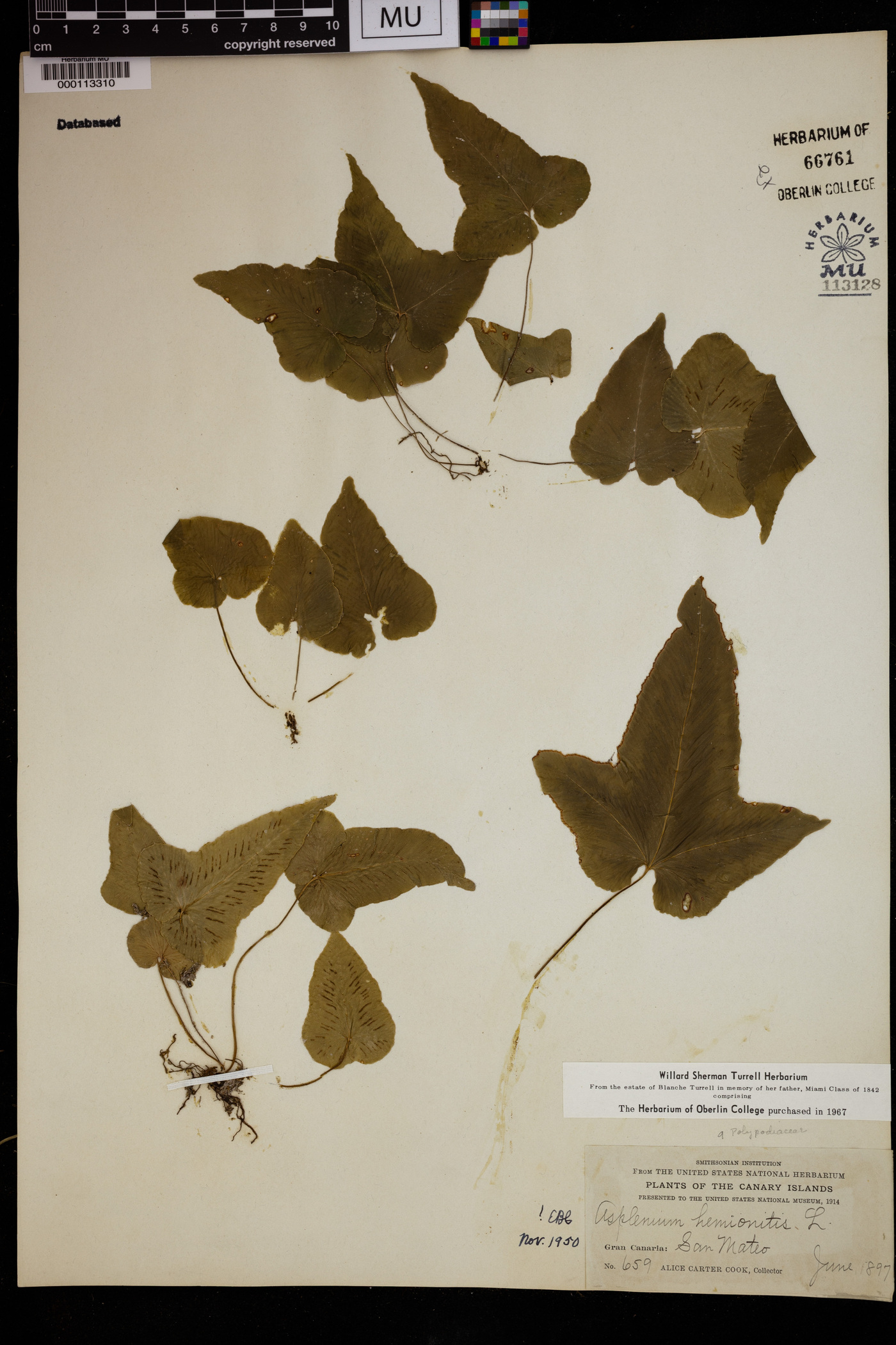 Asplenium hemionitis image