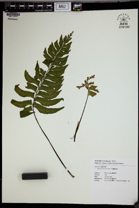 Asplenium unilaterale image