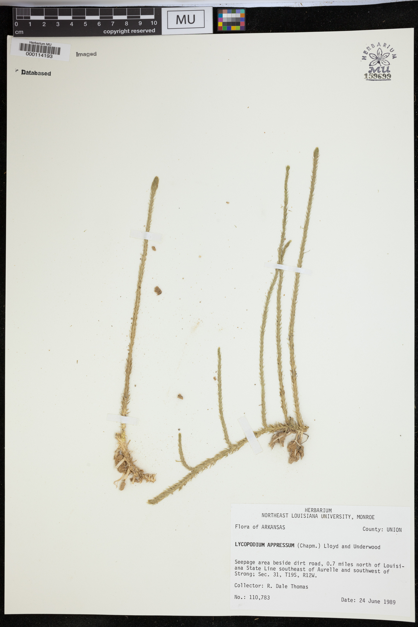 Lycopodium appressum image