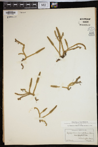 Lycopodiella inundata image