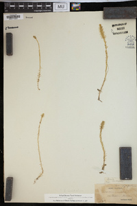 Lycopodiella inundata image