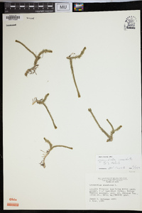 Lycopodiella inundata image