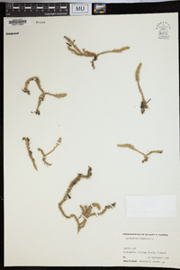 Lycopodiella inundata image