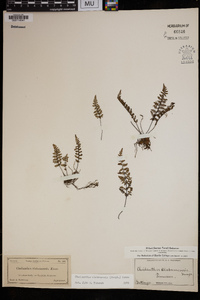 Myriopteris alabamensis image