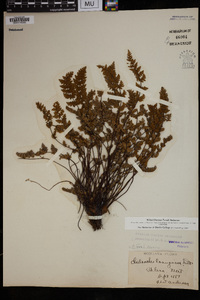 Cheilanthes lendigera image