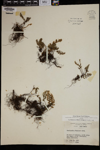 Myriopteris fendleri image