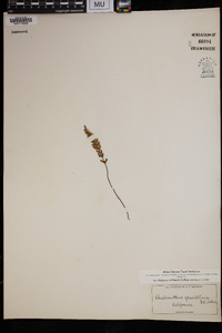 Myriopteris gracillima image