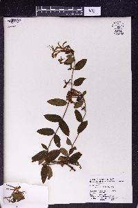 Lonicera macrantha image