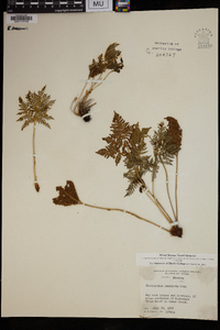 Cheilanthes leucopoda image