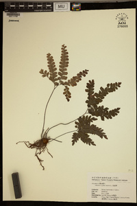 Adiantum capillus-veneris image