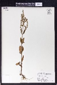 Salvia plebeia image