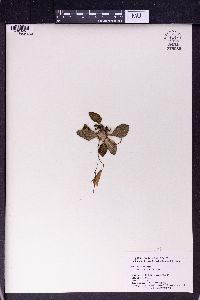 Image of Oreocharis tubiflora