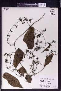 Paederia scandens image