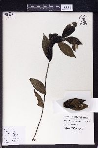 Blumea megacephala image