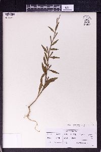 Ludwigia octovalvis image