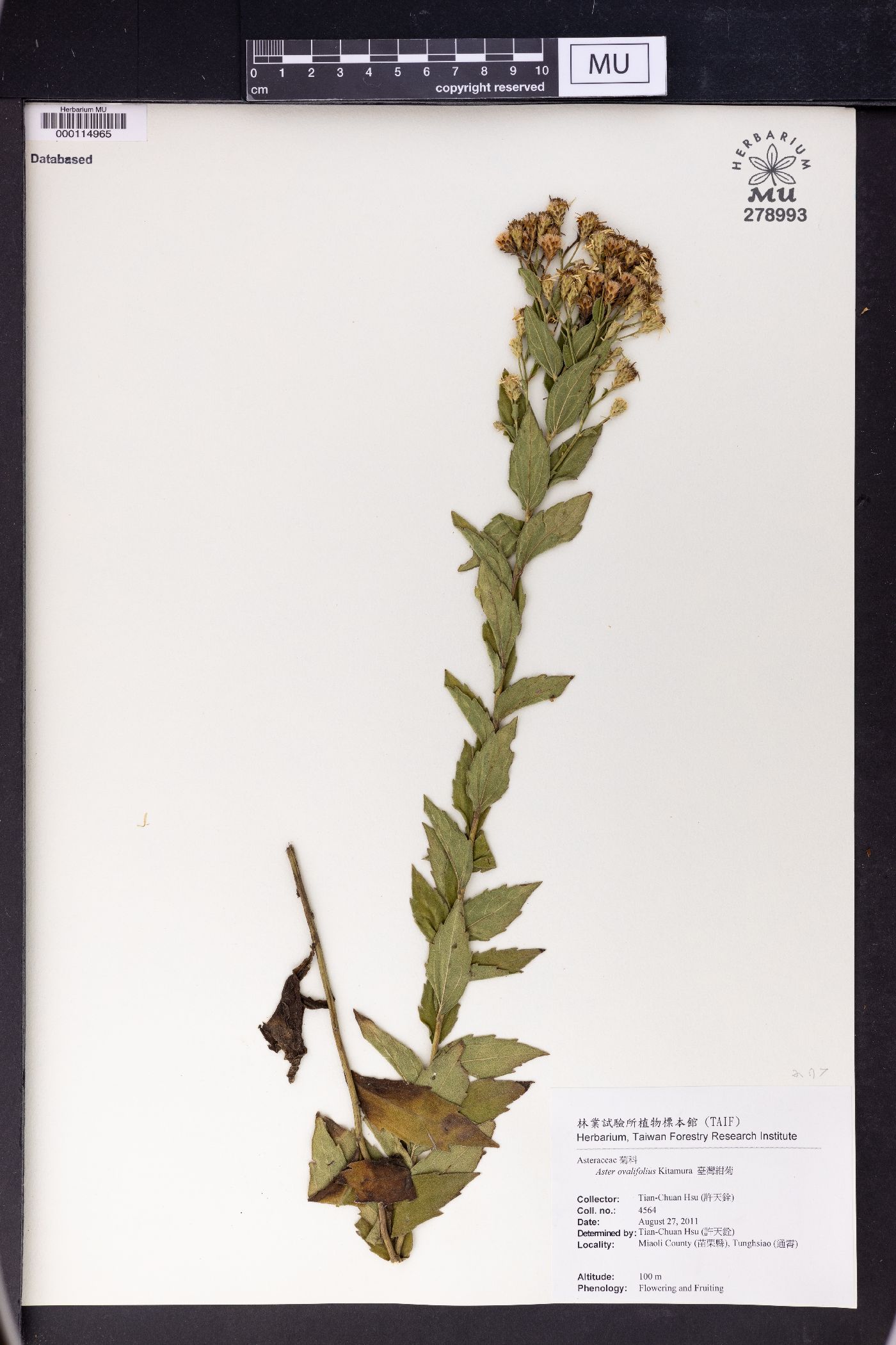 Aster ovalifolius image