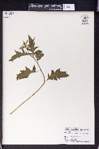 Erechtites valerianifolia image