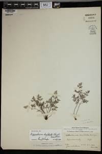 Argyrochosma dealbata image