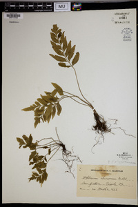 Asplenium abscissum image