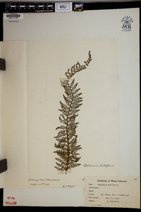 Asplenium bulbiferum image