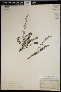 Asplenium dentatum image