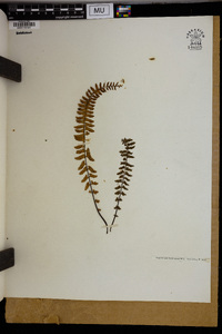 Asplenium formosum image