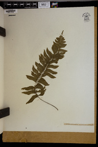 Asplenium resectum image