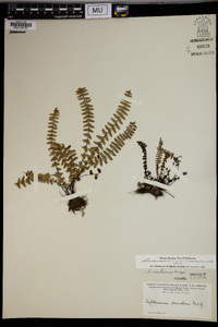 Asplenium resiliens image