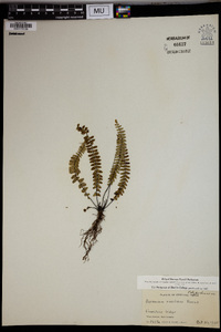 Asplenium resiliens image