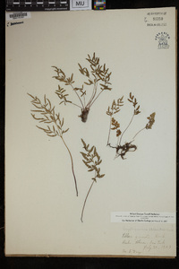 Cryptogramma stelleri image