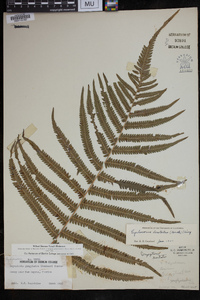 Thelypteris dentata image